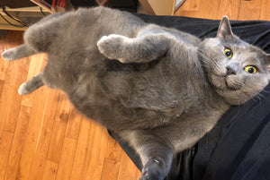 Chonk cat